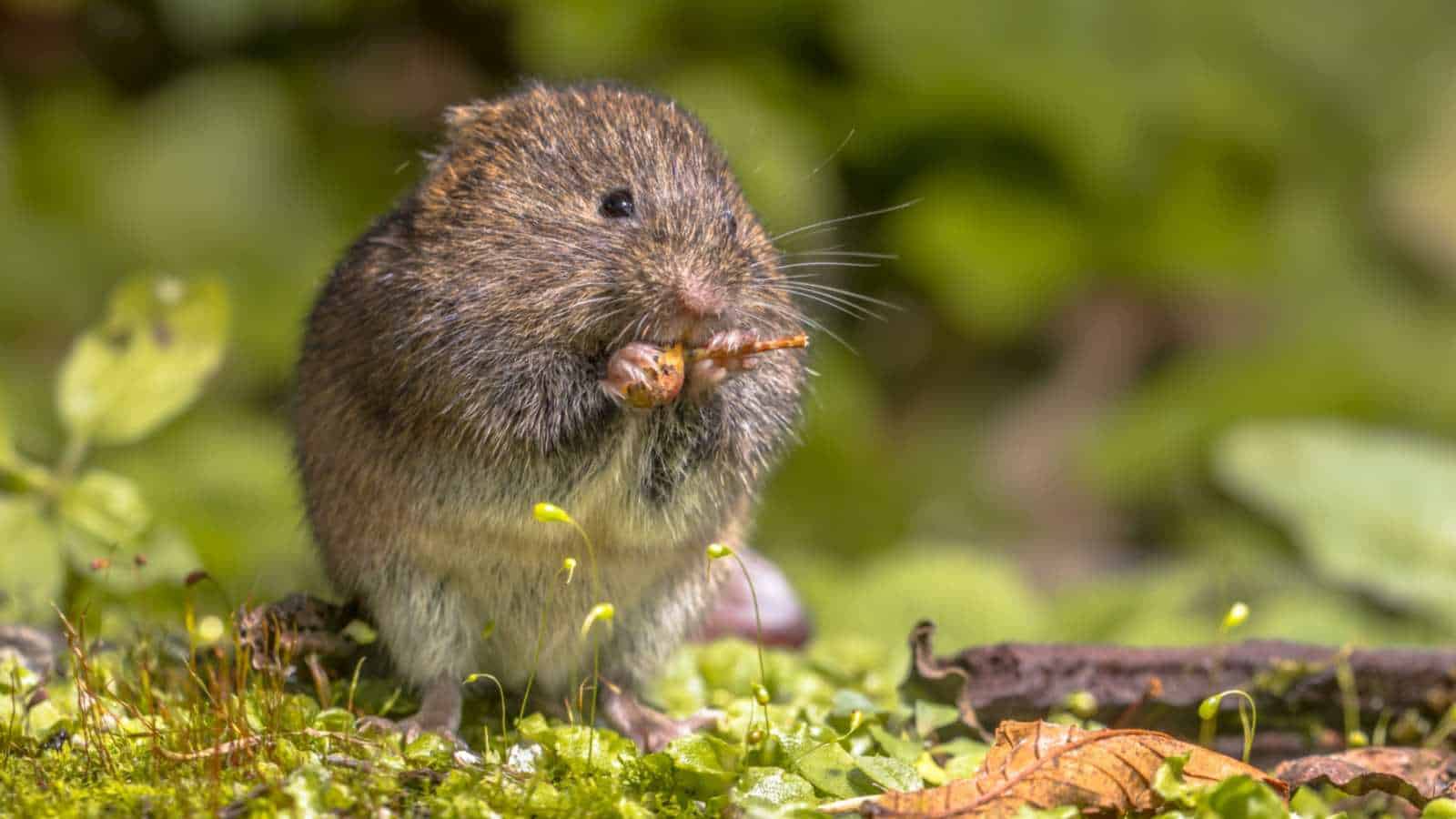 Vole eating a berry