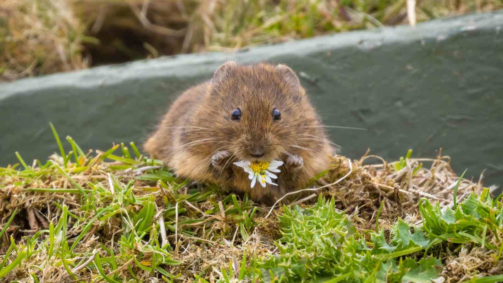 Vole eating a daisy in a lawn
