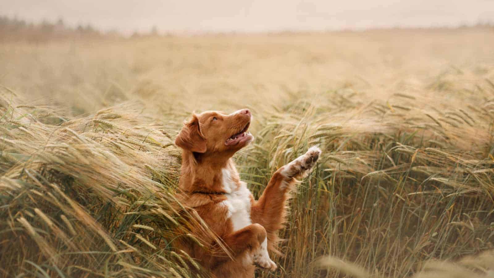 Waving From the Wheat Field