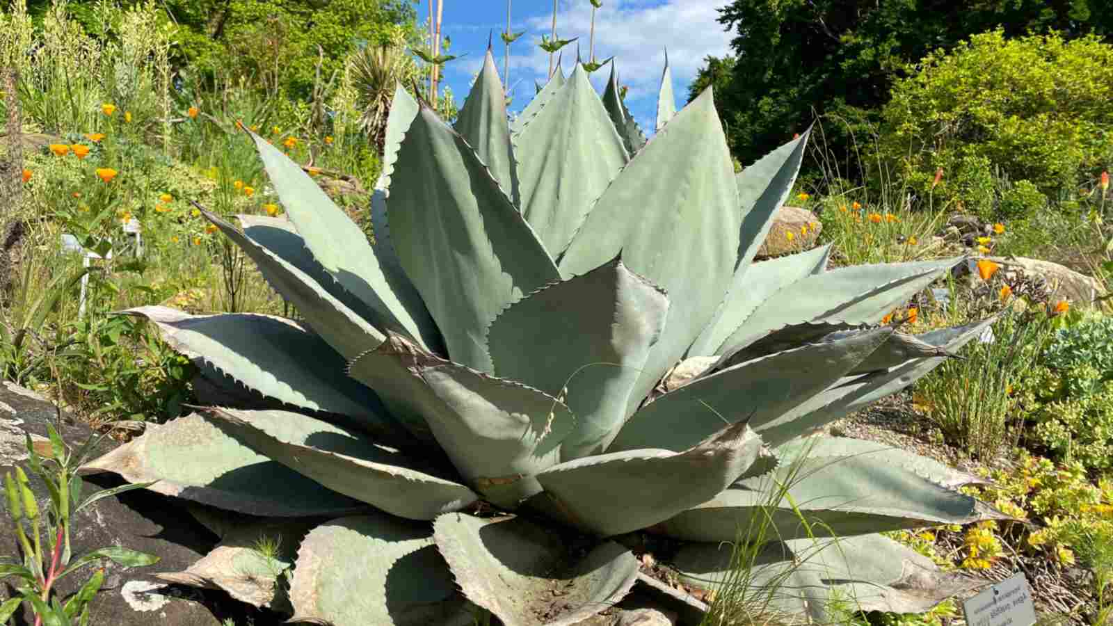 Whale’s Tongue Agave (Agave ovatifolia)