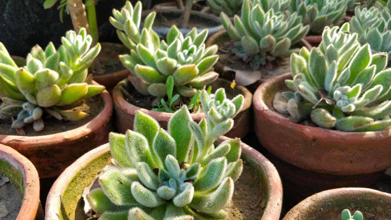Woolly Rose (Echeveria' Doris Taylor')