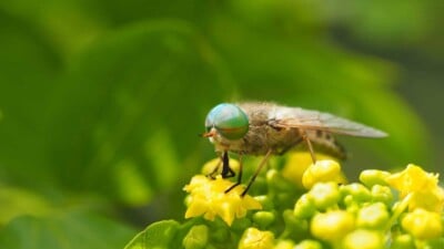 Horsefly sipping nectar on a yellow flower