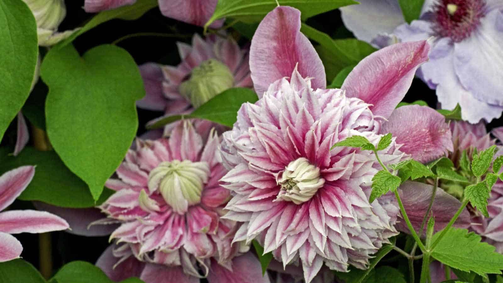 ‘Josephine’ Clematis pink blooms with green leaves