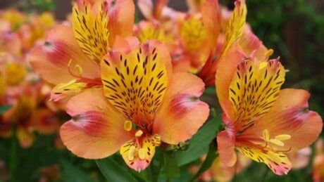 Orange alstroemeria flowers with green leaves