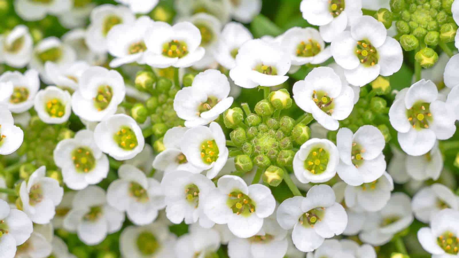 Alyssum
