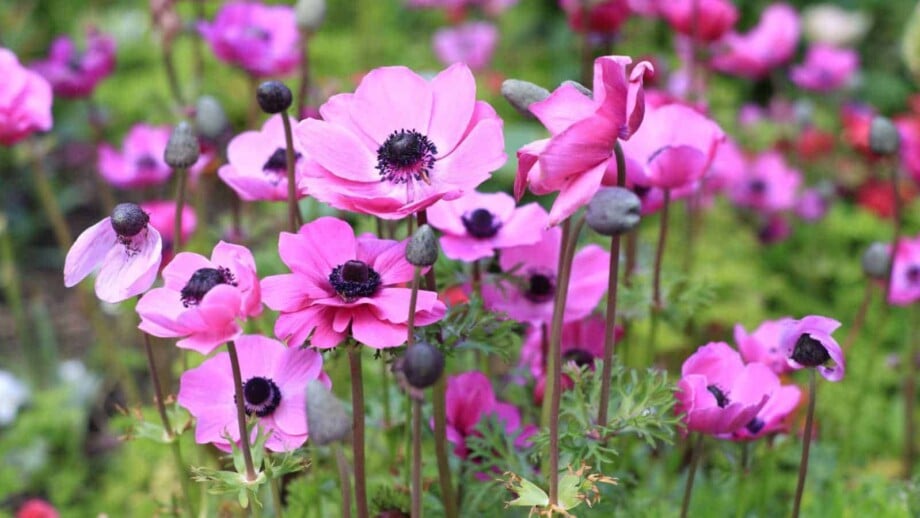 Pink anemone flowers in the garden