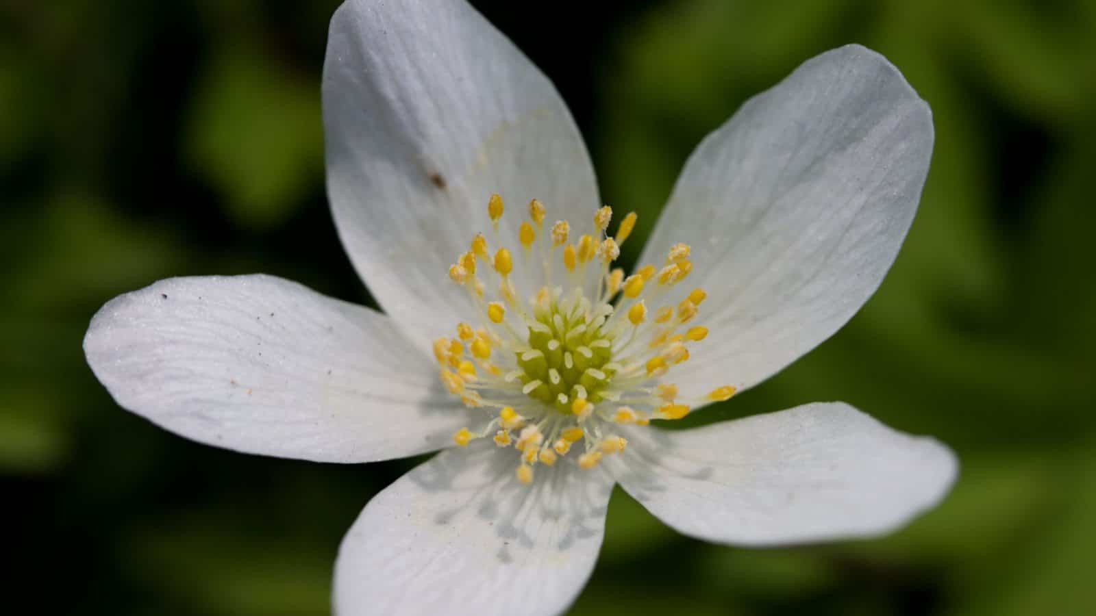 Meadow anemone blooming white flower