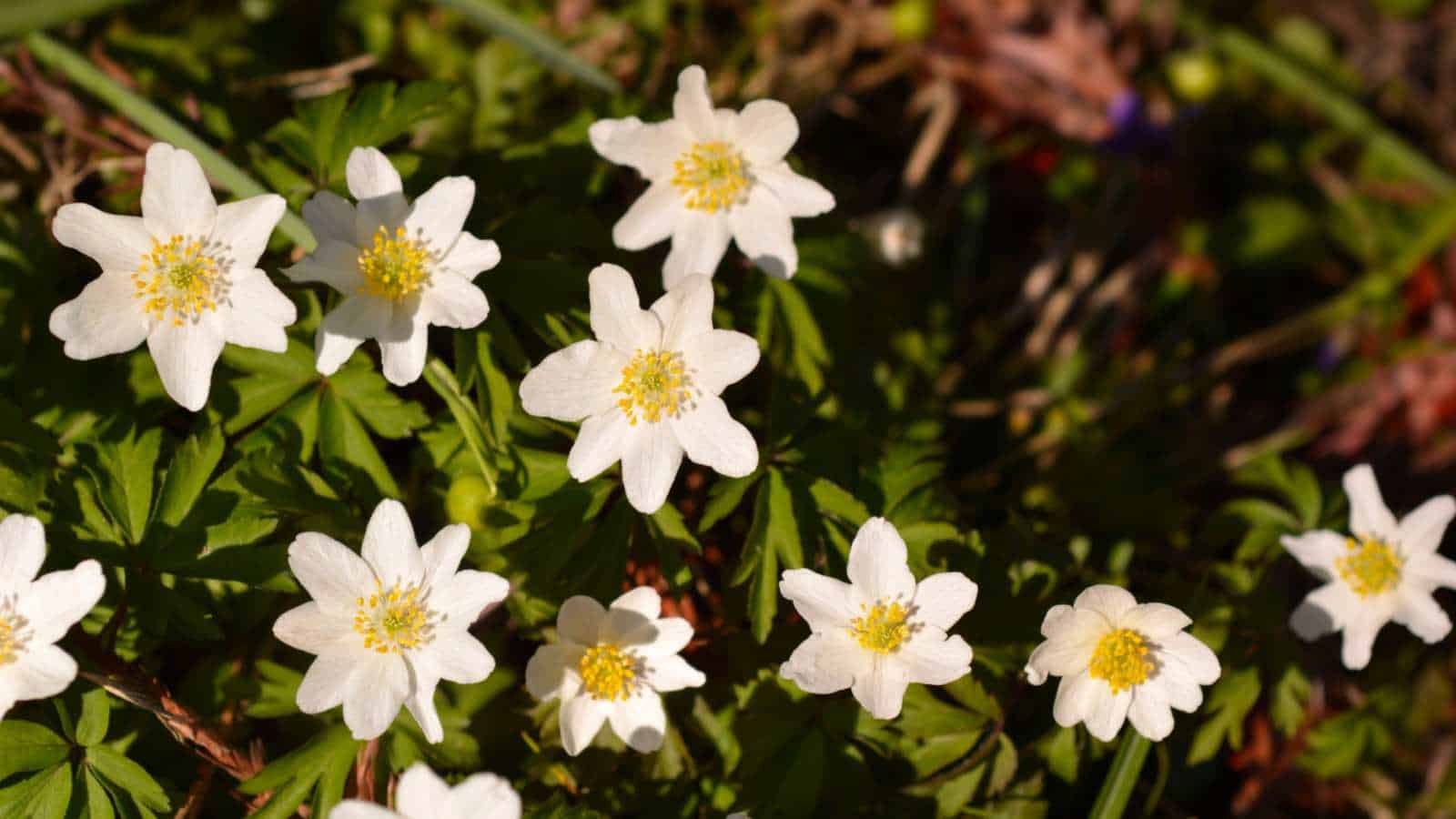 Anemone nemerosa white flowers and green leaves