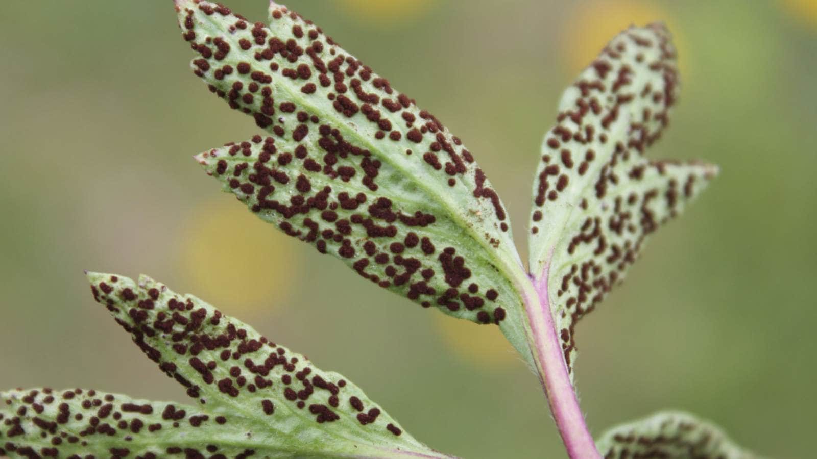 Fungal disease on the green leaves of anemone plant