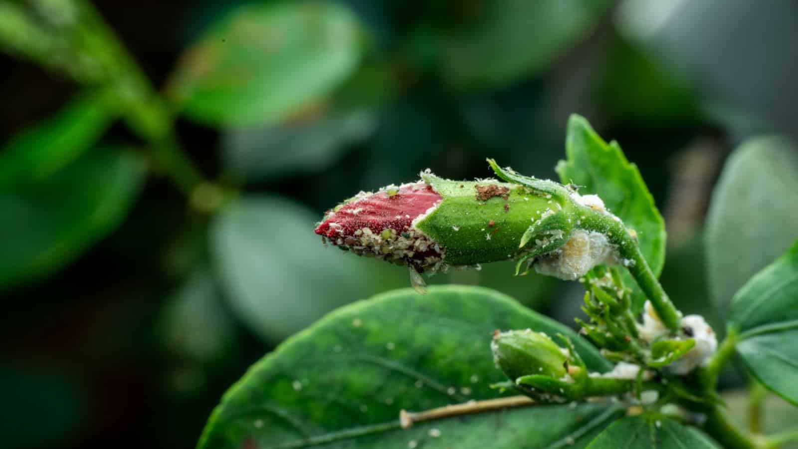 Aphids on hibiscus flower bud