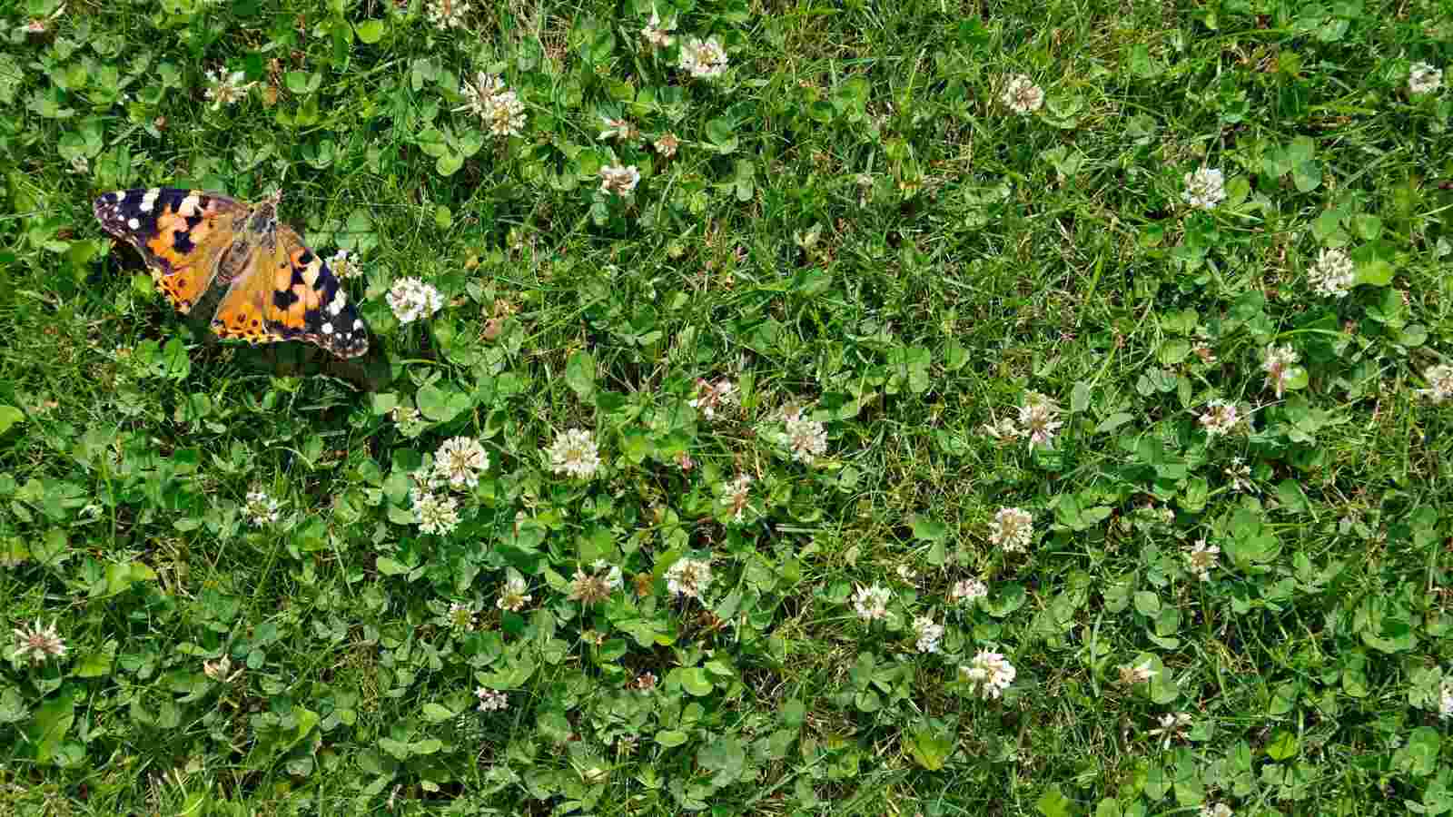 Attracts Pollinators