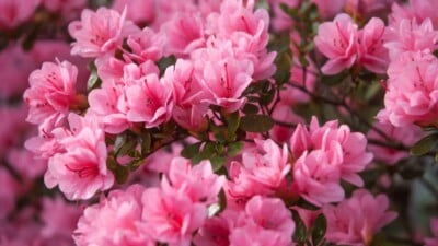 Pink azaleas blooming