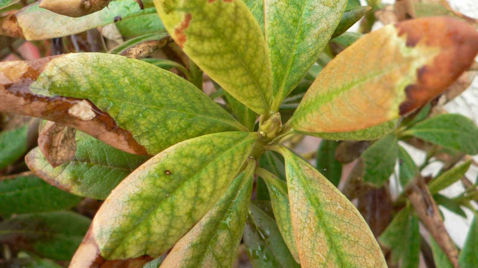 Brown tips on the leaves of azalea