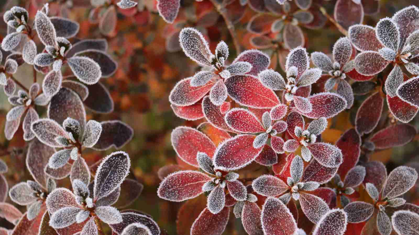 Frozen azalea during winter