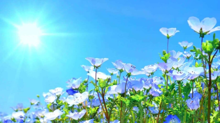 Baby Blue Flowers