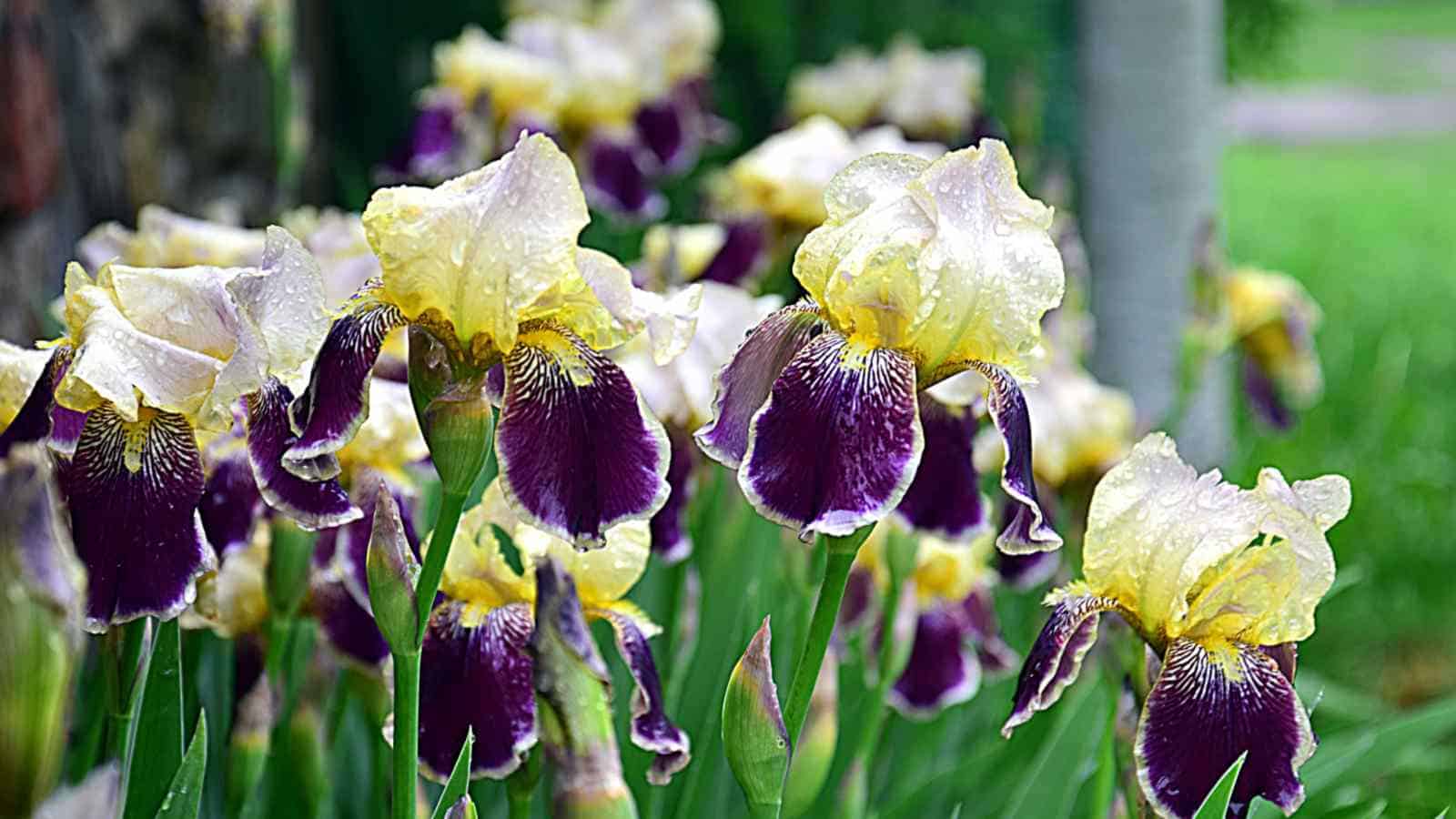 Bearded Iris