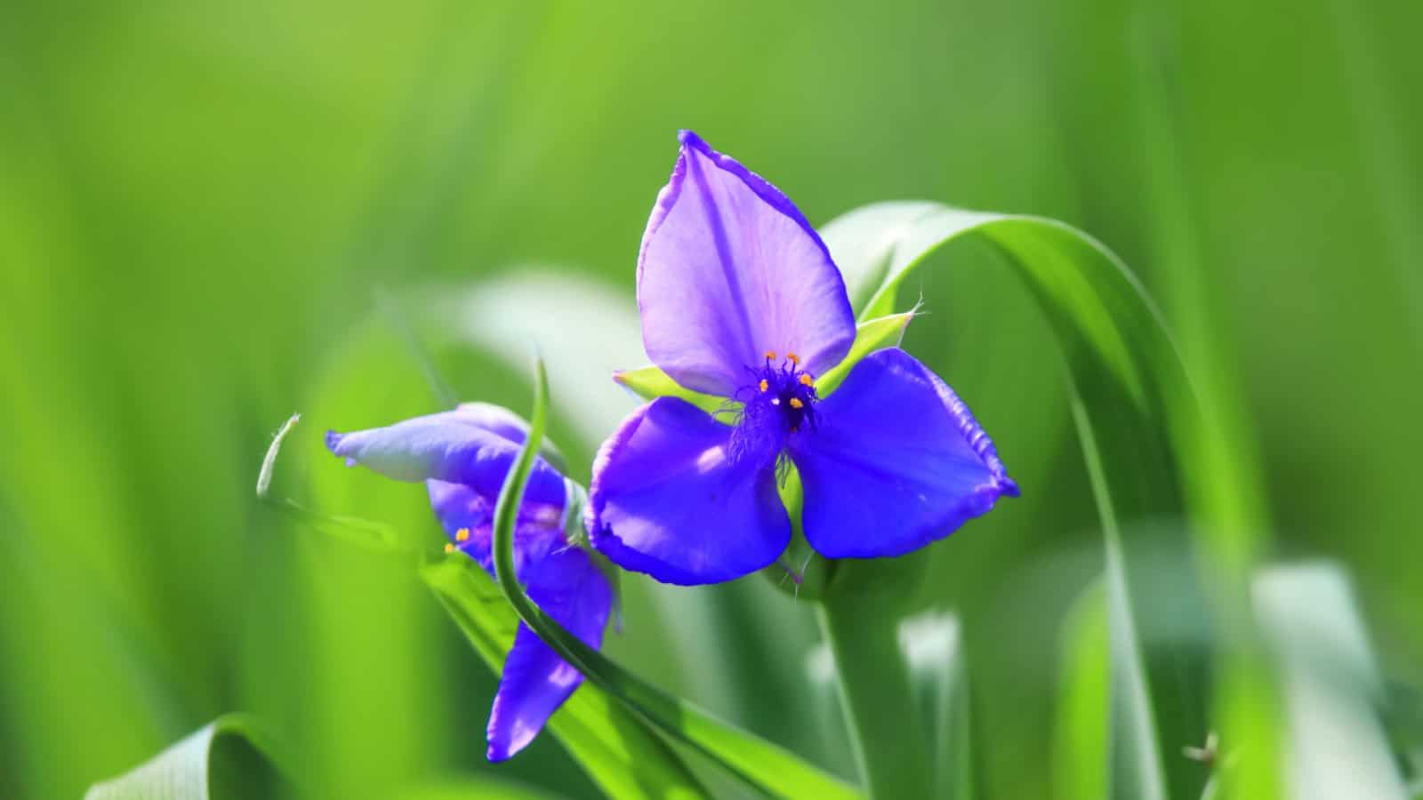 Bird-Bill Dayflower