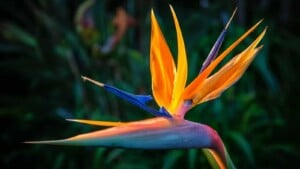 Bird of Paradise