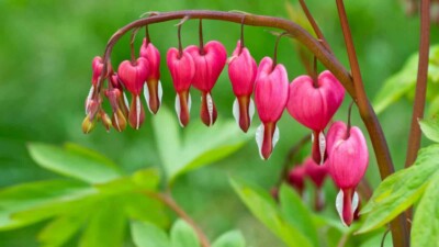 Bleeding Heart