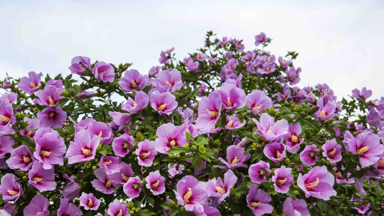 Bush of rose of Sharon with blooming pink flowers under the sky