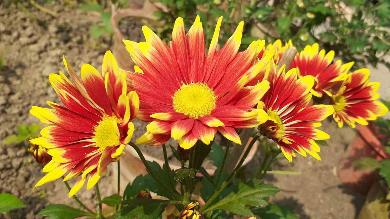 Chrysanthemum flowers blooming in the garden