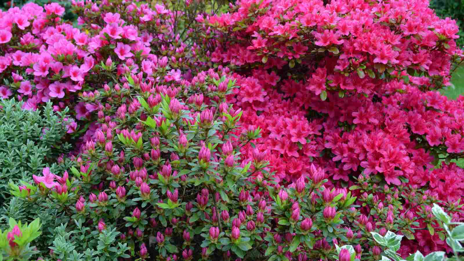 Dark pink and pink azaleas in the garden