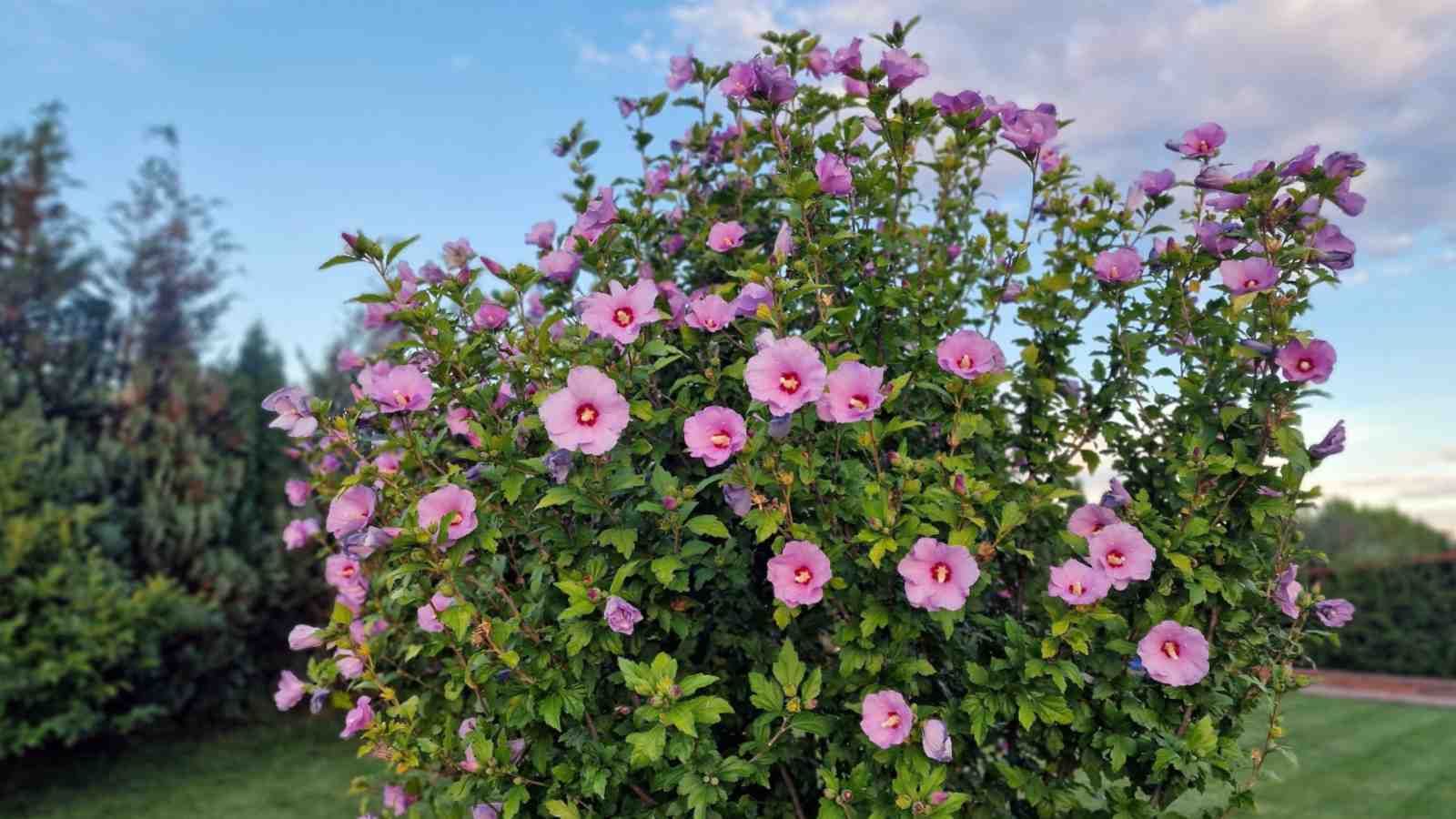 Blooming pink flowers of Hibiscus in a lawn