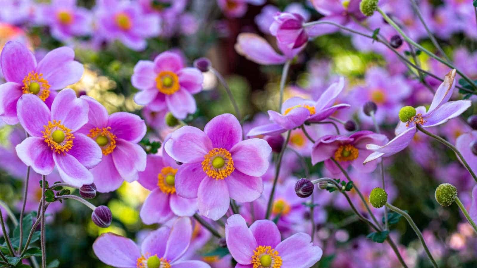Purplish pink anemone flowers