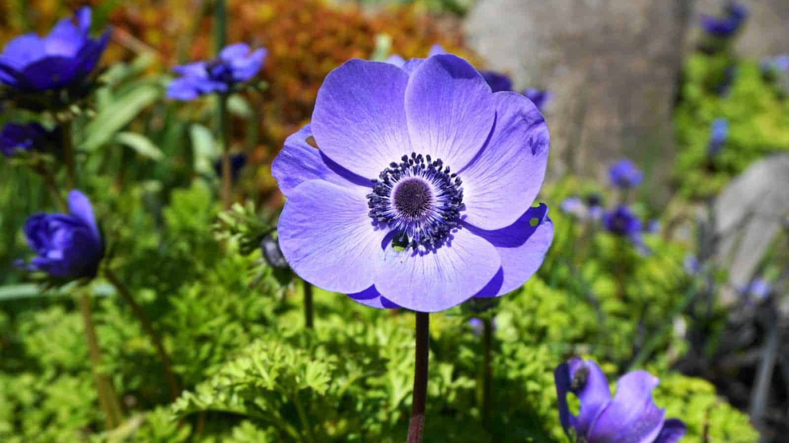 Bluish purple anemone flower blooming in the garden