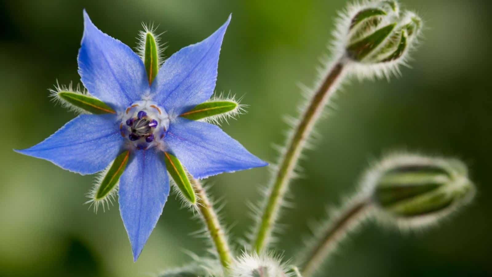 Borage