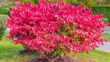 Burning bush with vibrant red leaves