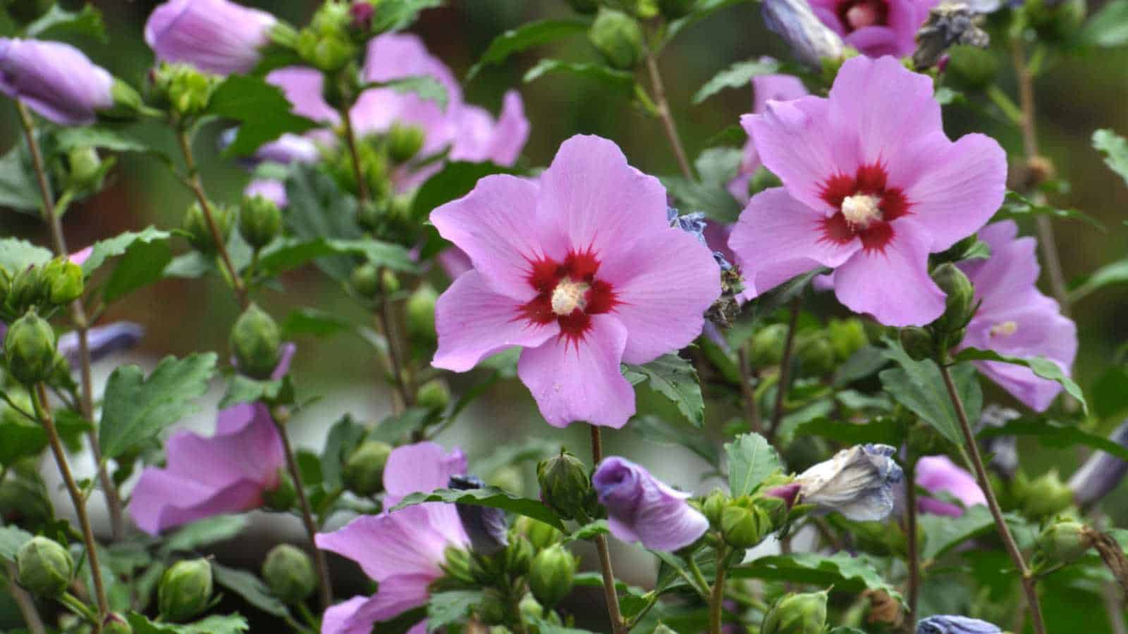Rose of Sharon bush with pink flowers