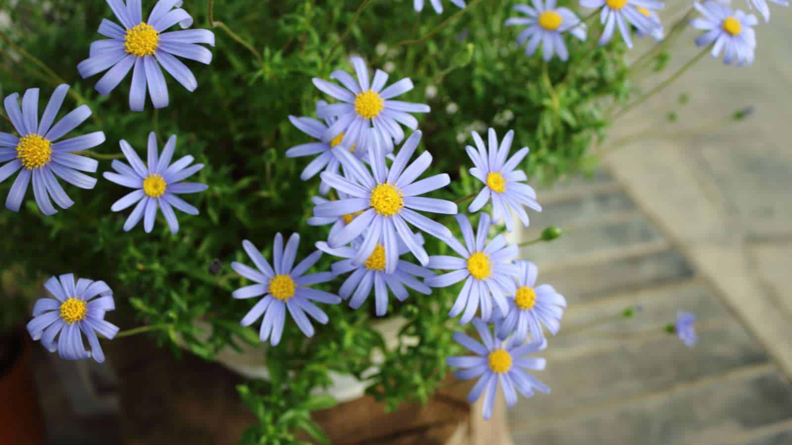 Cape Town Blue Felicia Daisy