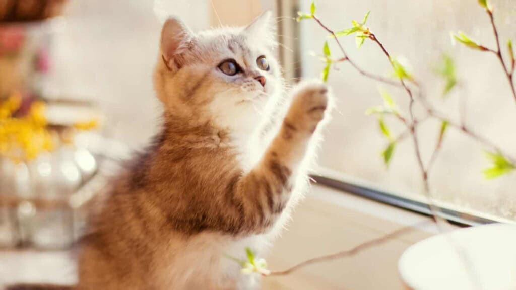 Cat playing with plant