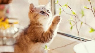 Cat playing with plant