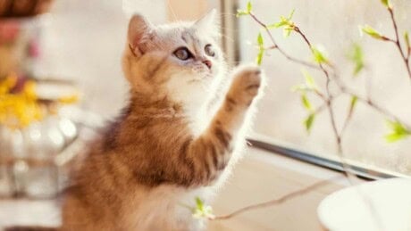 Cat playing with plant