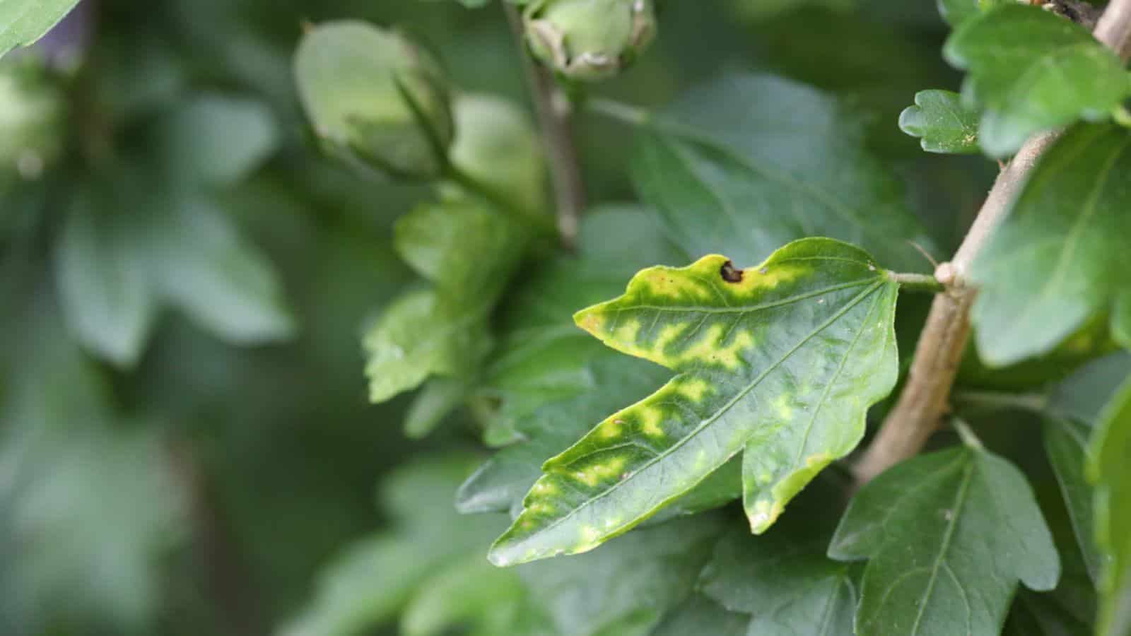 Yellow leaf spots on hibiscus leaf caused by fungi
