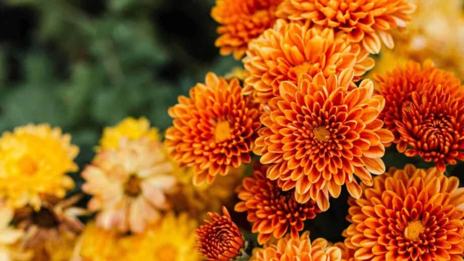 Orange chrysanthemum flowers