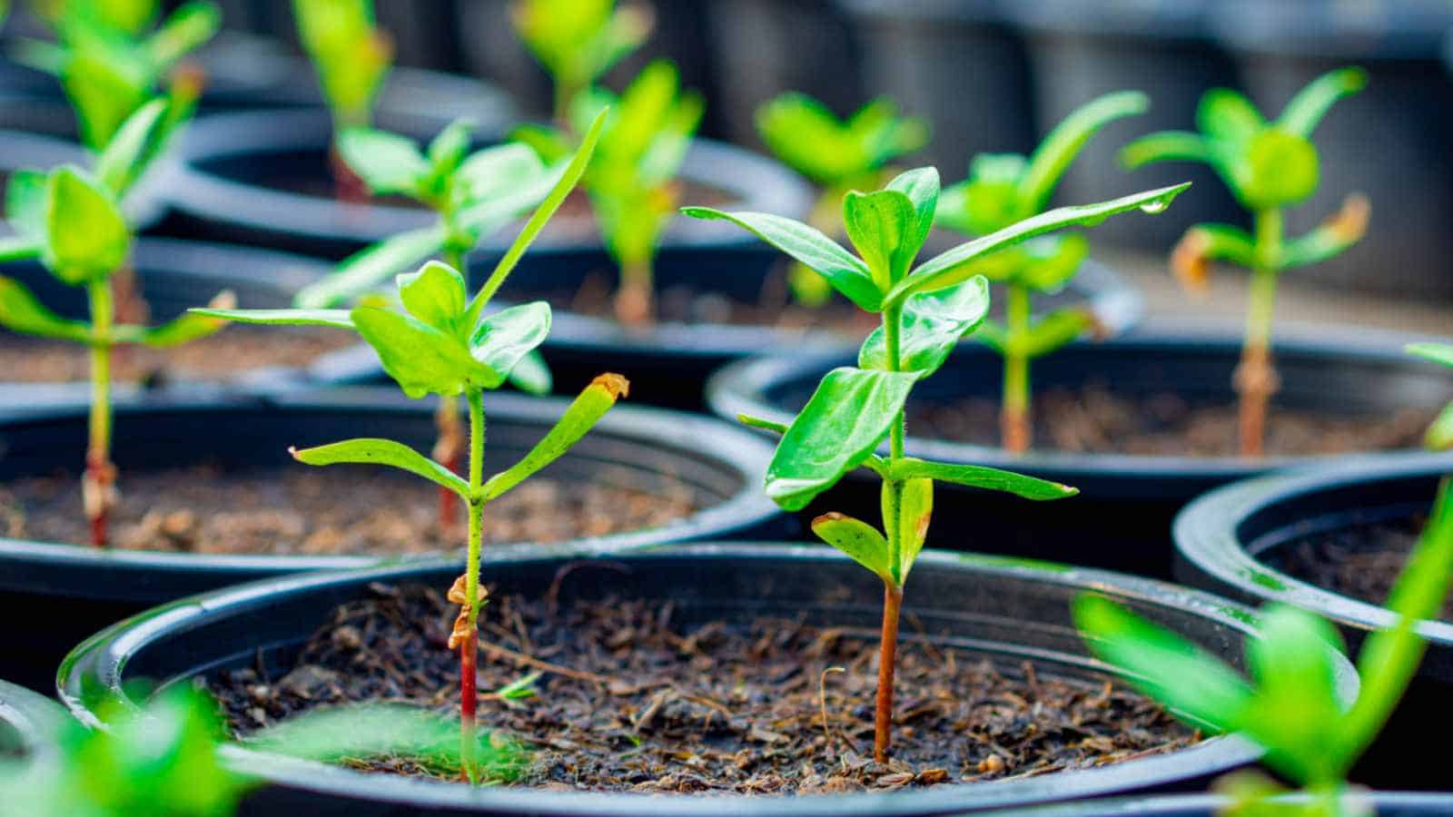 Selective focus of chrysanthemum seedlings on black pots