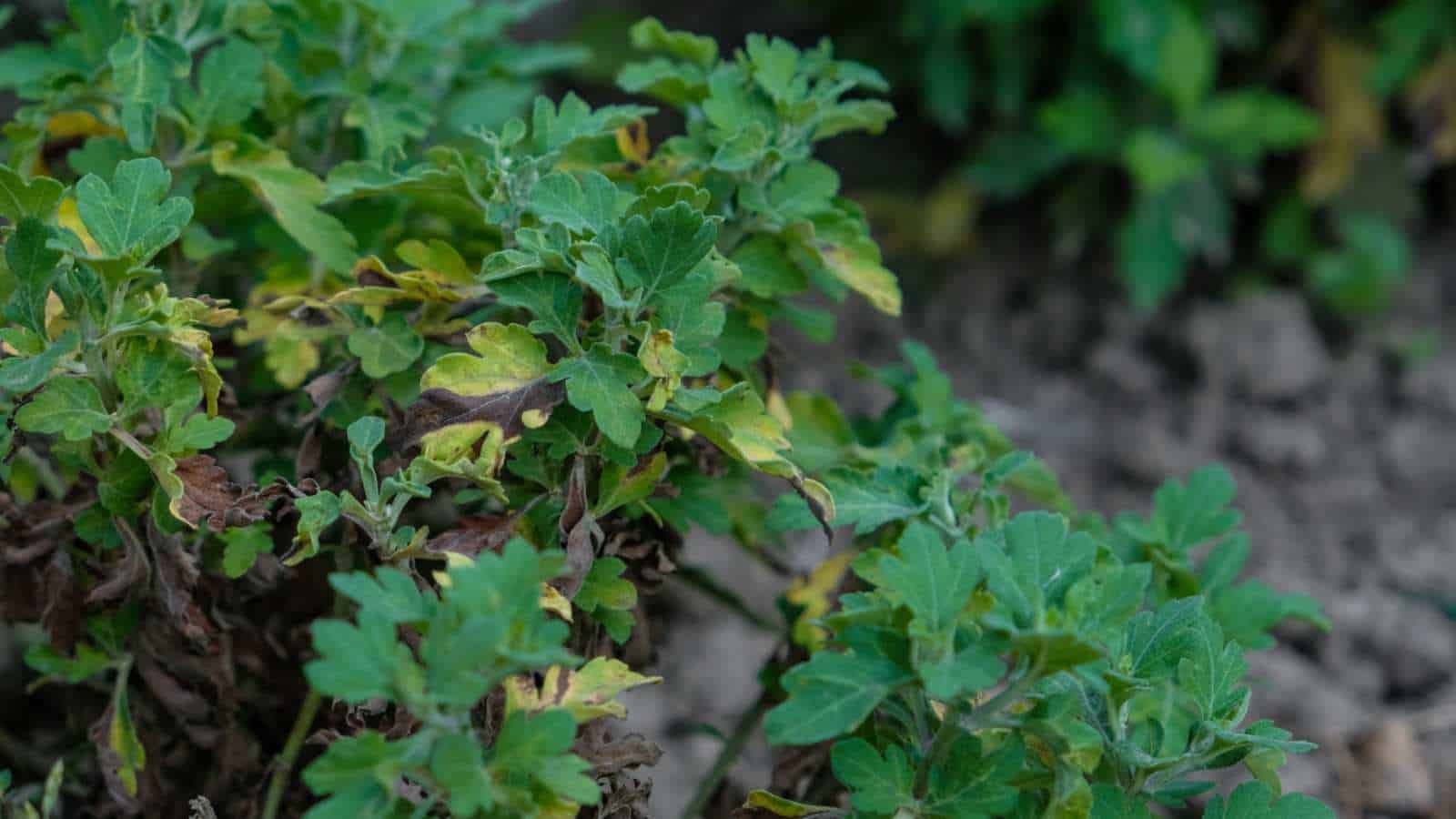 Yellowing leaves on chrysanthemum plant