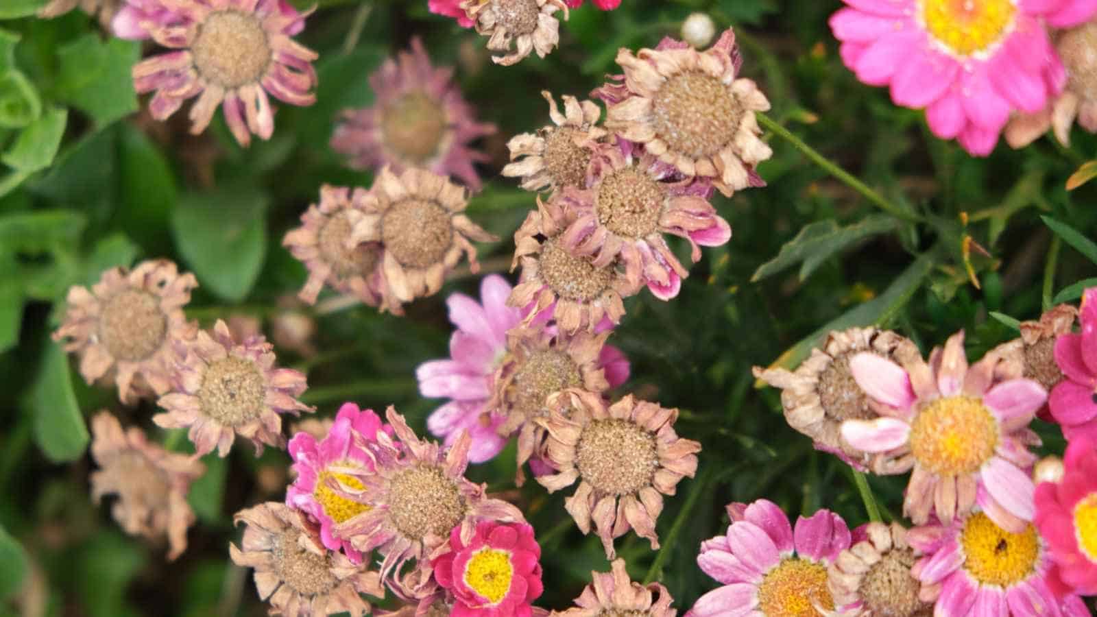 Wilting chrysanthemum flowers