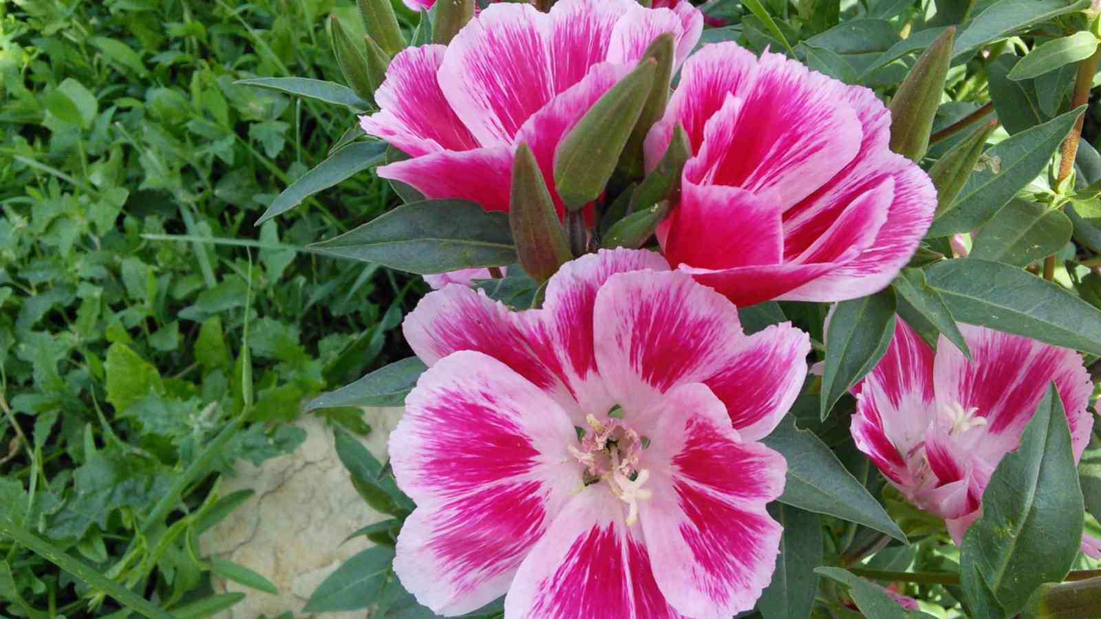 Clarkia