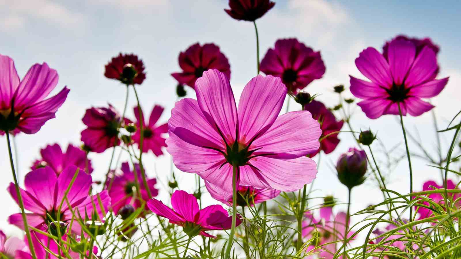 Cosmos