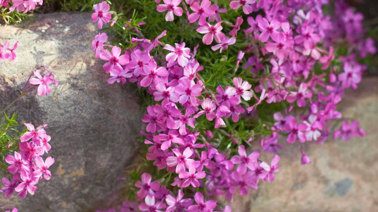 Creeping Phlox