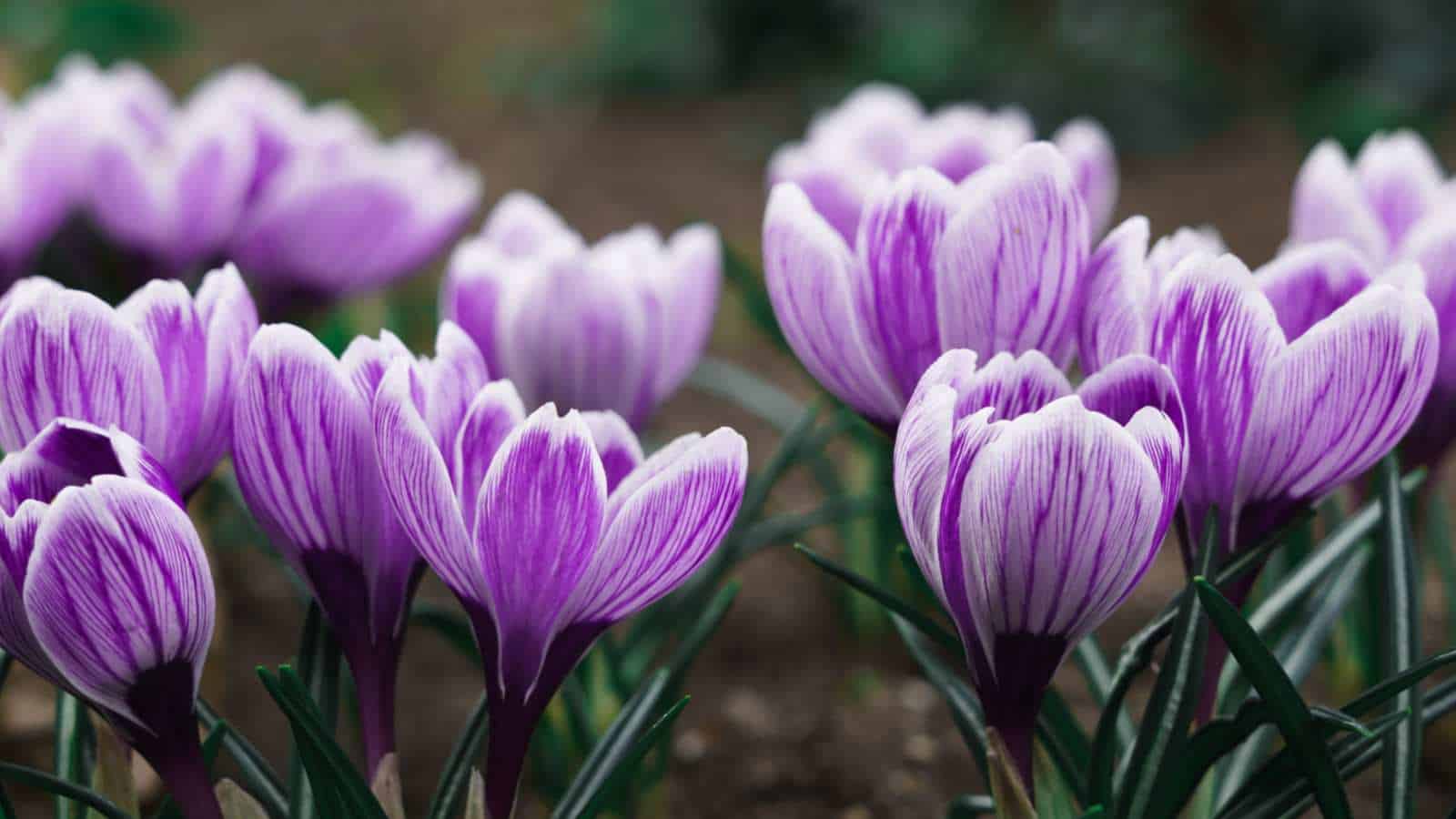 Crocus