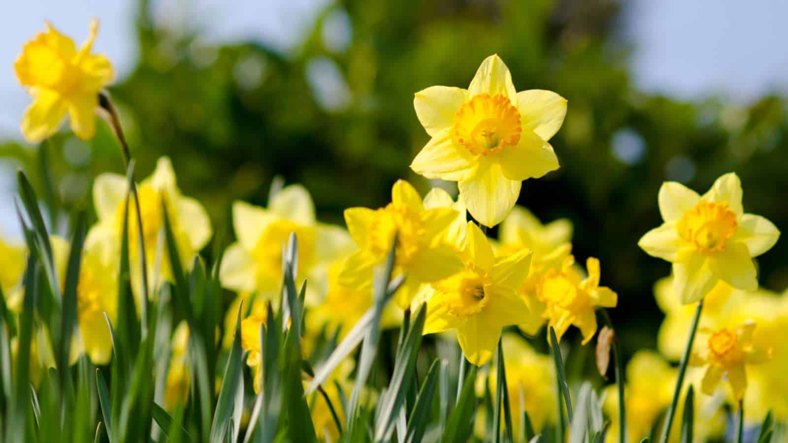 Daffodils