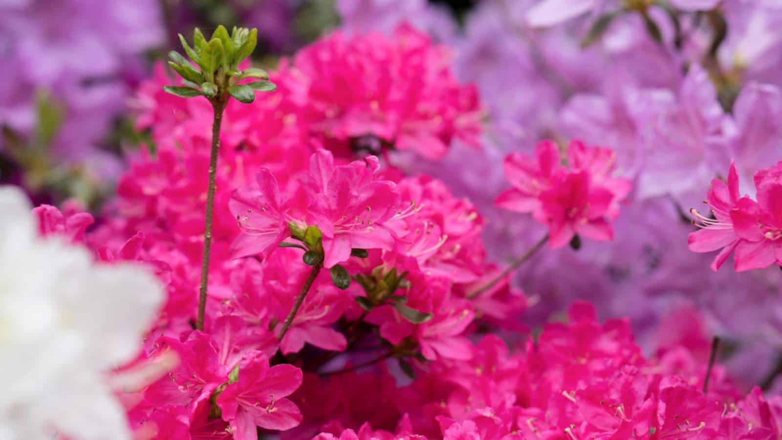 Pink deciduous azaleas blooming in the garden