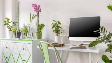 Office with various desk plants