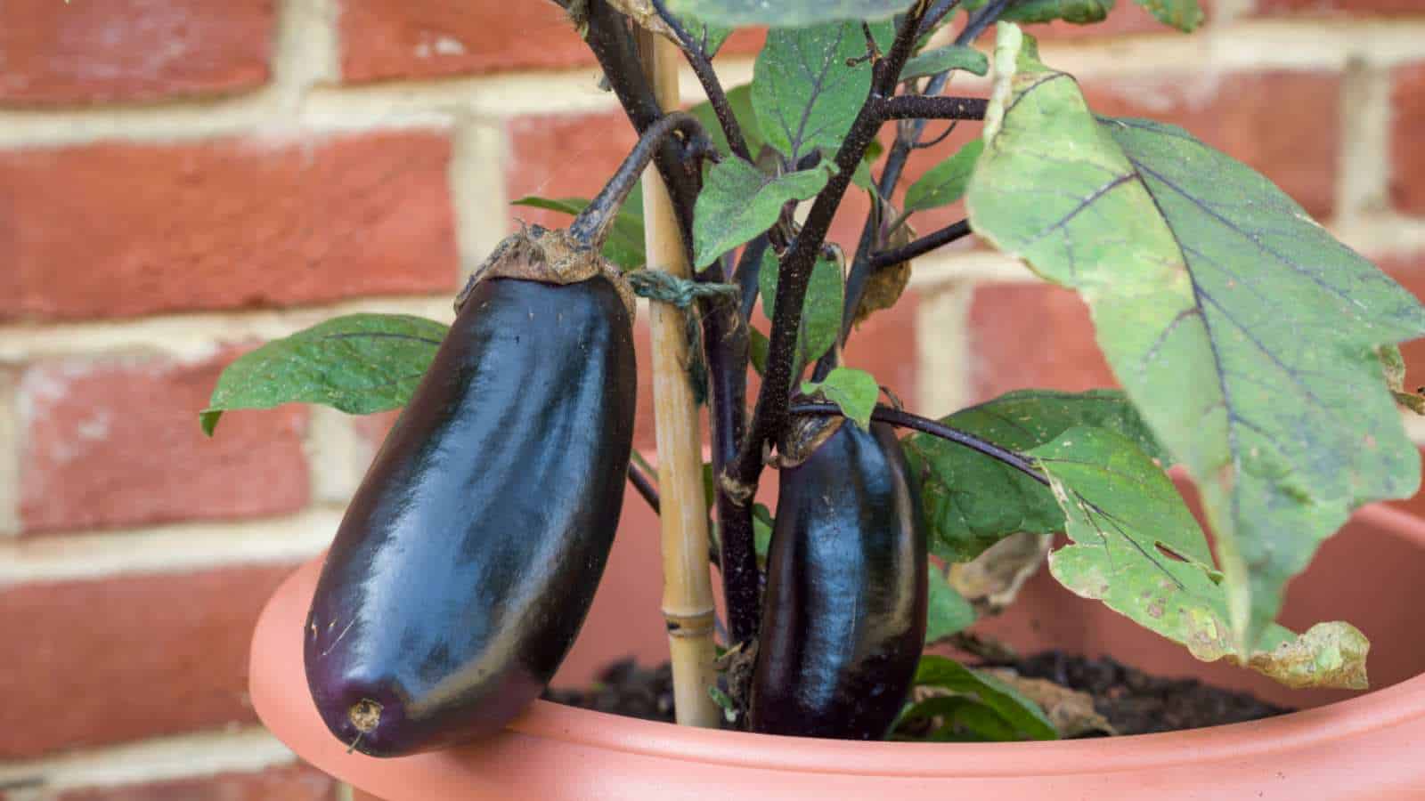 Eggplant