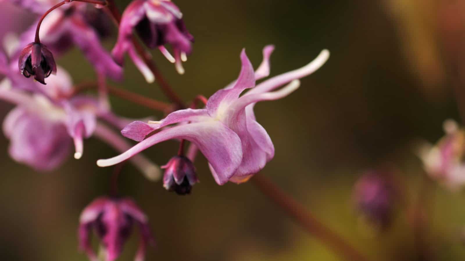 Epimedium